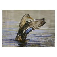 STRONGHOLD Blason nature - Canard III - 30 x 42 cm -...