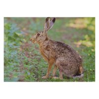 STRONGHOLD Blason nature - Lapin - 30 x 42 cm -...