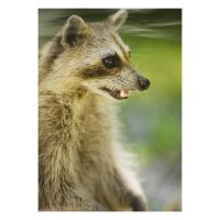 STRONGHOLD Blason nature - Martre - 30 x 42 cm -...