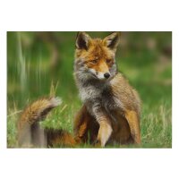 STRONGHOLD Blason nature - renard - 30 x 42 cm -...