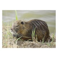 STRONGHOLD Blason nature - castor - 30 x 42 cm -...