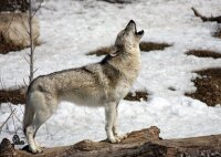 STRONGHOLD Blason nature - Loup hurlant - 42 x 59 cm -...