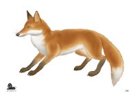 STRONGHOLD Blason nature - graphique renard - 42 x 59 cm...