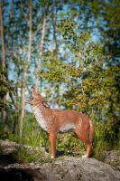 CENTER-POINT 3D Coyote - Made in Germany