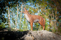 CENTER-POINT 3D Coyote - Made in Germany