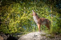 CENTER-POINT 3D Coyote - Made in Germany