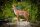 CENTER-POINT 3D Coyote - Made in Germany