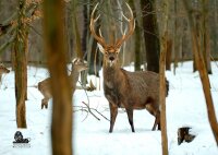 STRONGHOLD Blason nature - meute de cerfs dans la...
