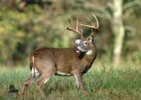 STRONGHOLD Blason nature - Cerf Whitetail - 59 x 84 cm -...