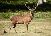 STRONGHOLD Blason nature - cerf rouge - 59 x 84 cm -...