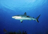 STRONGHOLD Blason nature - Requin des Caraïbes - 59...