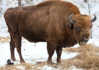 STRONGHOLD Blason nature - Bison - 59 x 83 cm -...