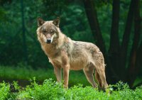 STRONGHOLD Blason nature - Loup - 59 x 84 cm -...